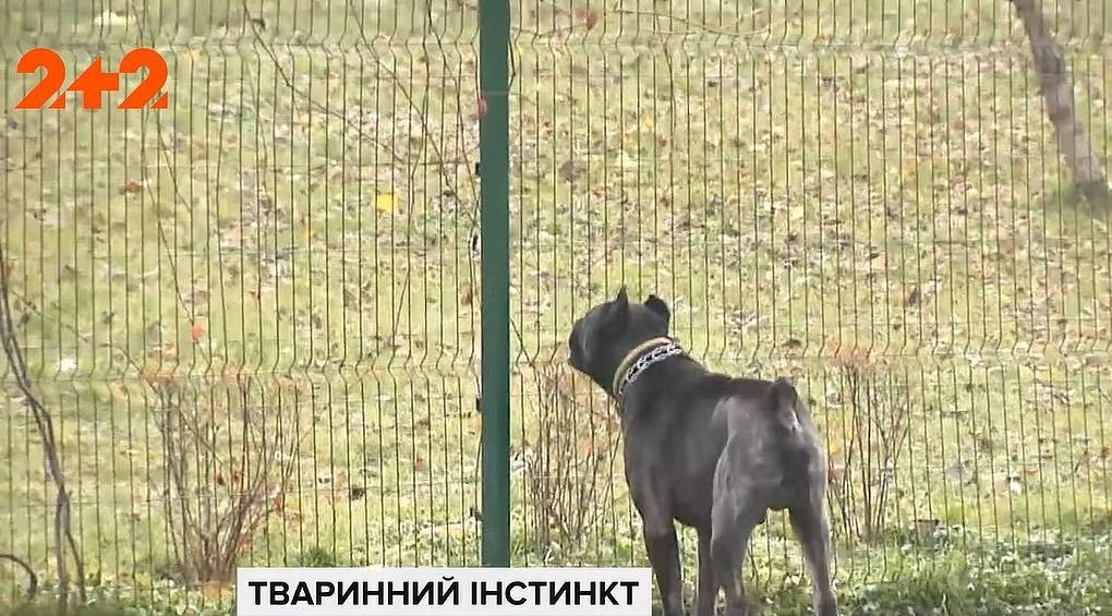 Страховка, штрафы и уголовная ответственность: в Украине новые законы для владельцев животных