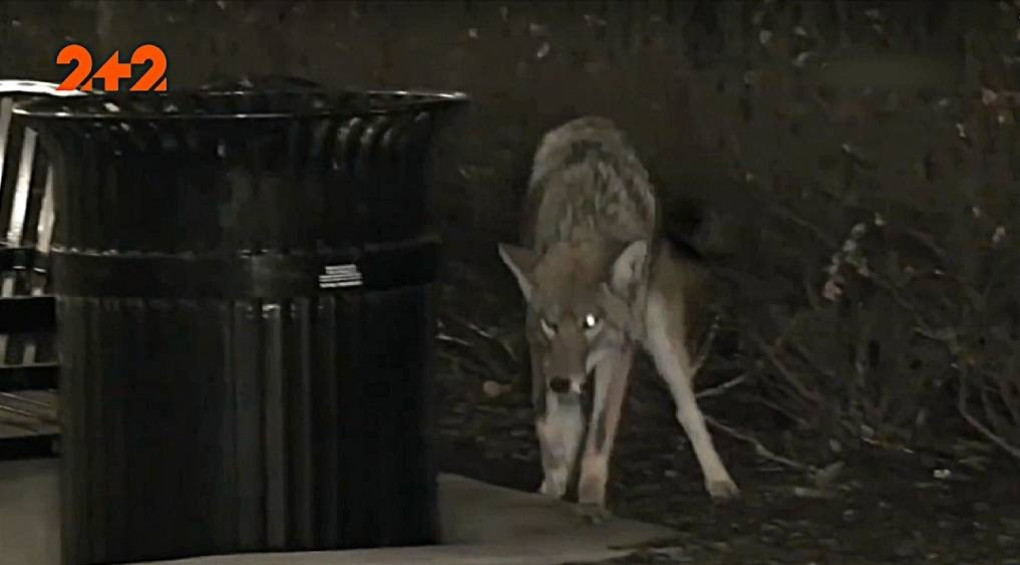 Нападают на людей и животных: Чикаго захватили дикие койоты