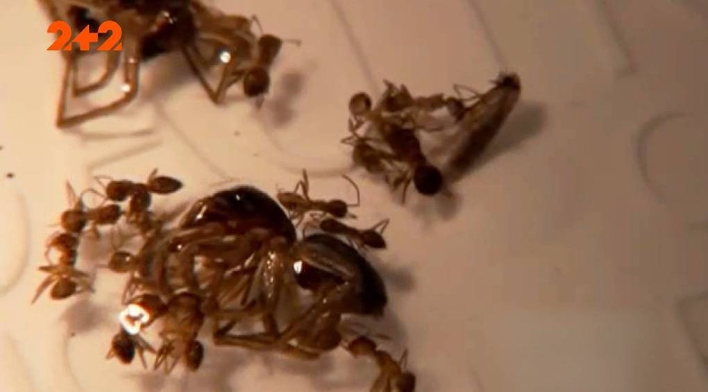 «Безумные» муравьи: в Техасе новый вид насекомых выводит из строя технику и нападает на людей