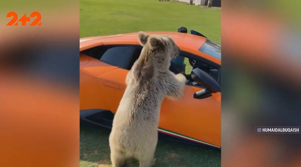 Медведь оторвал дверь Lamborghini за 274 тысячи долларов ВИДЕО