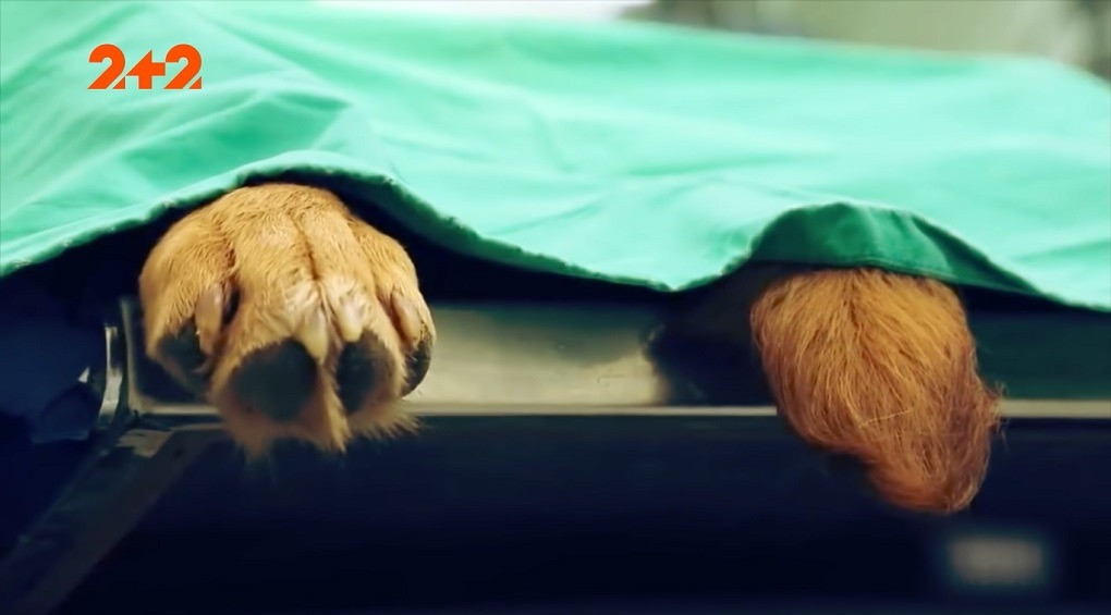 Клонирование домашних животных: вернуть мертвых любимцев к жизни возможно