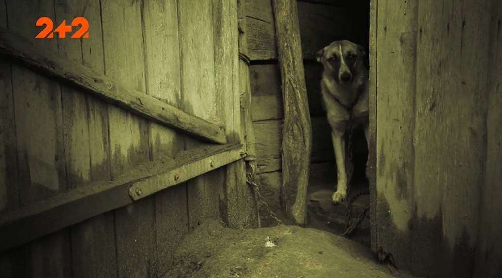 Шок! В украинском селе кровожадные монстры съели всех собак