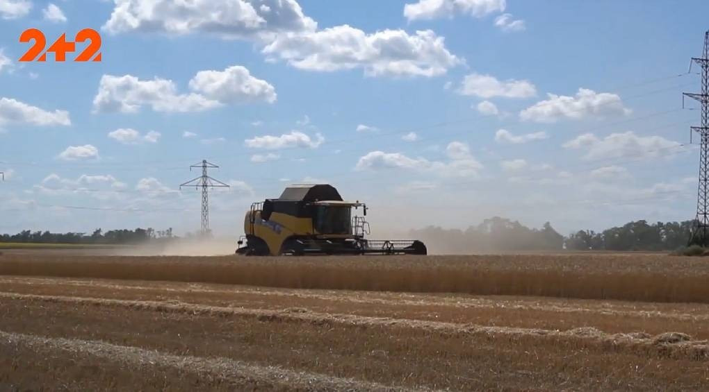 Пшениці може не вистачити для українців: куди діли цьогорічний рекордний врожай?