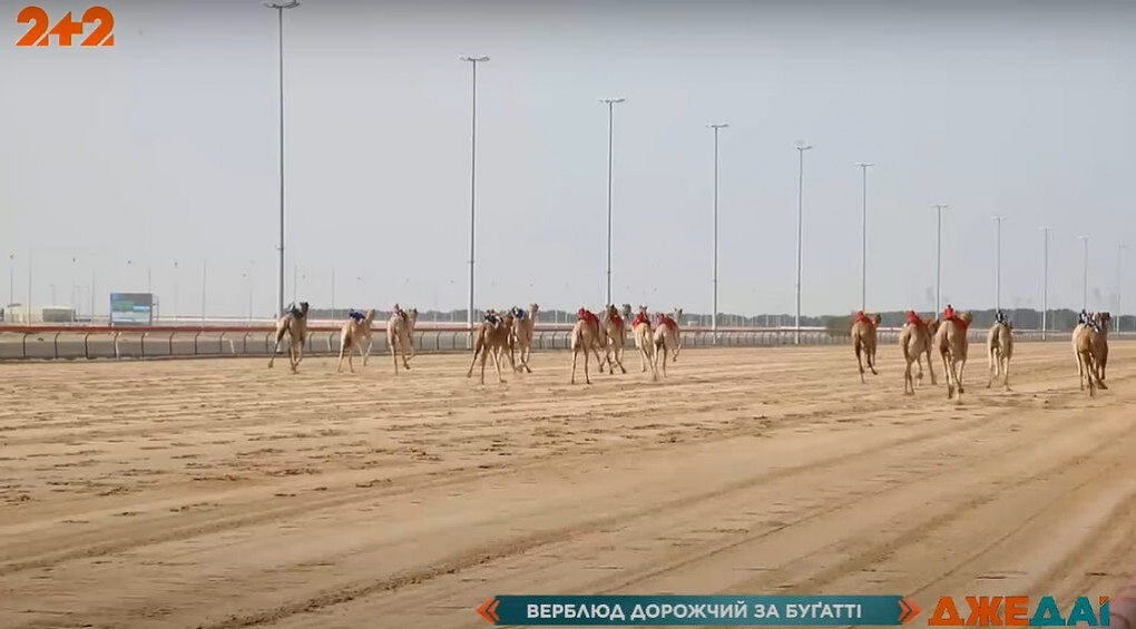 Верблюжі перегони у Дубаях: вартість одного верблюда стартує від 7 мільйонів гривень