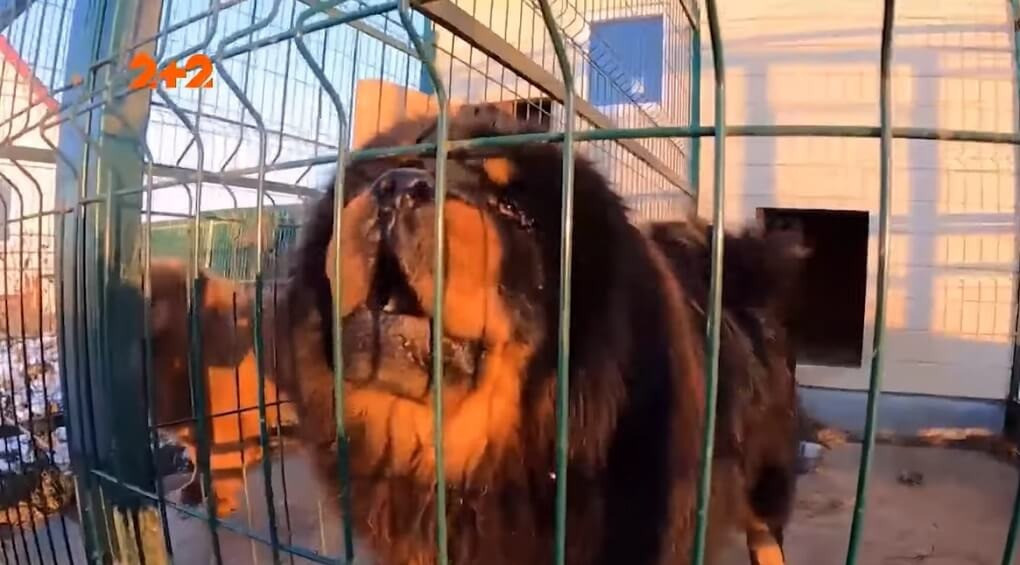 Опасный питомник под Киевом: собаки бросаются на людей и калечат других животных