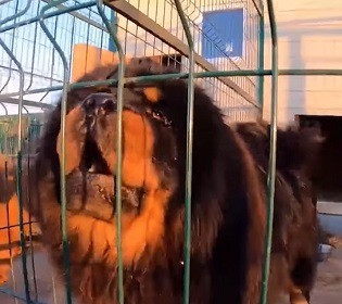 Опасный питомник под Киевом: собаки бросаются на людей и калечат других животных