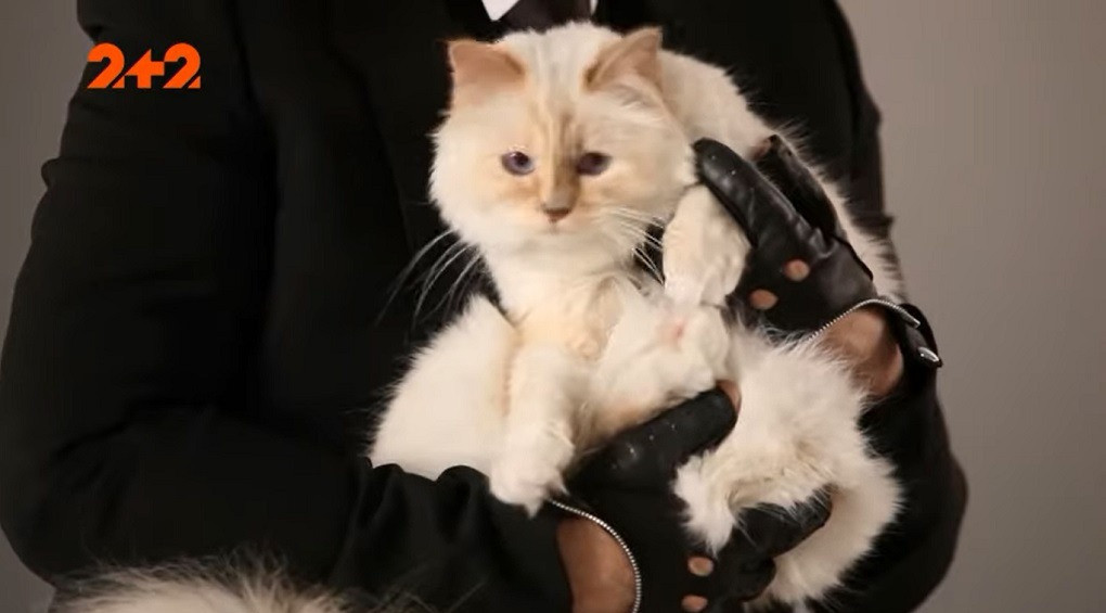 Самая богатая кошка в мире: жениться на ней планировал сам Карл Лагерфельд
