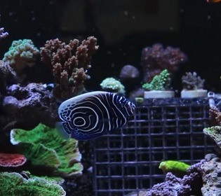 Сьогодні хлопчик, завтра дівчинка: навіщо риби змінюють стать