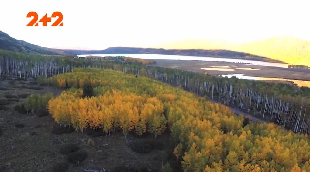 Прадавній ліс виявився зовсім не лісом: що клонує дерева у штаті Юта