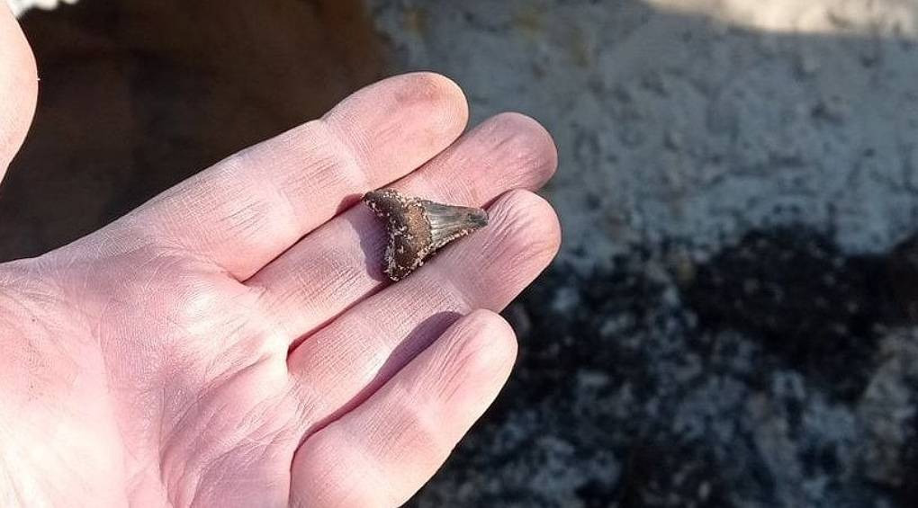 На столичній Оболоні знайшли зуб прадавньої акули віком 50 млн років
