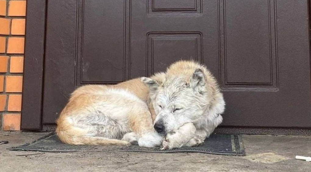Макарівський «Хатіко»: собака чекає на господарку, яка вже ніколи не повернеться додому