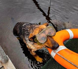 Аква-Найда: на службе у спасателей есть даже собаки-водолазы
