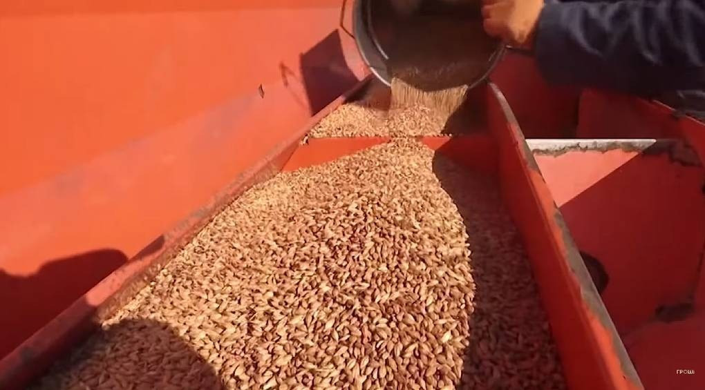 Блокада украинского зерна: эксперты прогнозируют апокалиптический рост мировых цен за последние 30 лет