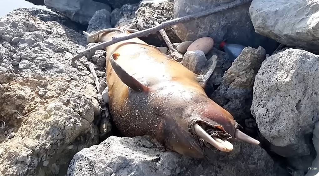 Война сильно влияет на экологию: в украинских акваториях найдены мертвыми тысячи морских животных