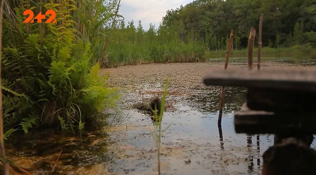 Озеро без дна: в Україні існує водний об’єкт, аномалію якого ніхто не може пояснити й досі