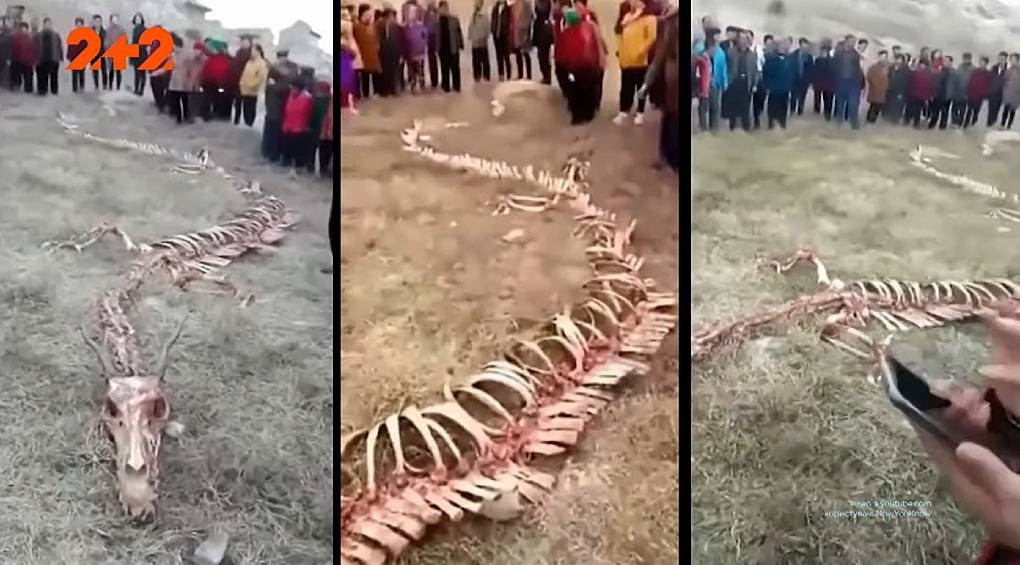 Драконы – вымысел или реальность? В Китае обнаружили скелет гигантского ящера