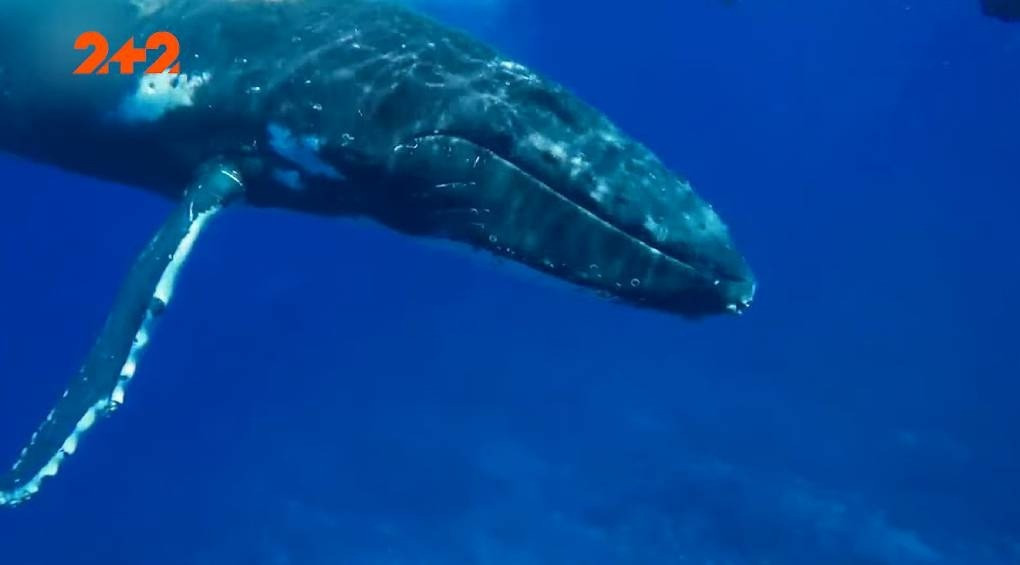 Белый кит спас человека от тигровой акулы – ВИДЕО очевидцев