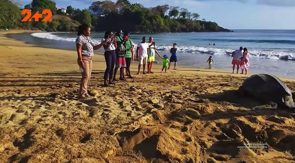 Существа, жившие во времена динозавров: черепаха гигантских размеров собрала толпу на пляже Карибского моря