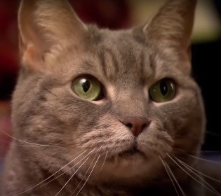 Коти здатні лікувати своїх господарів та навіть передбачити чиюсь смерть: у чому їхній секрет