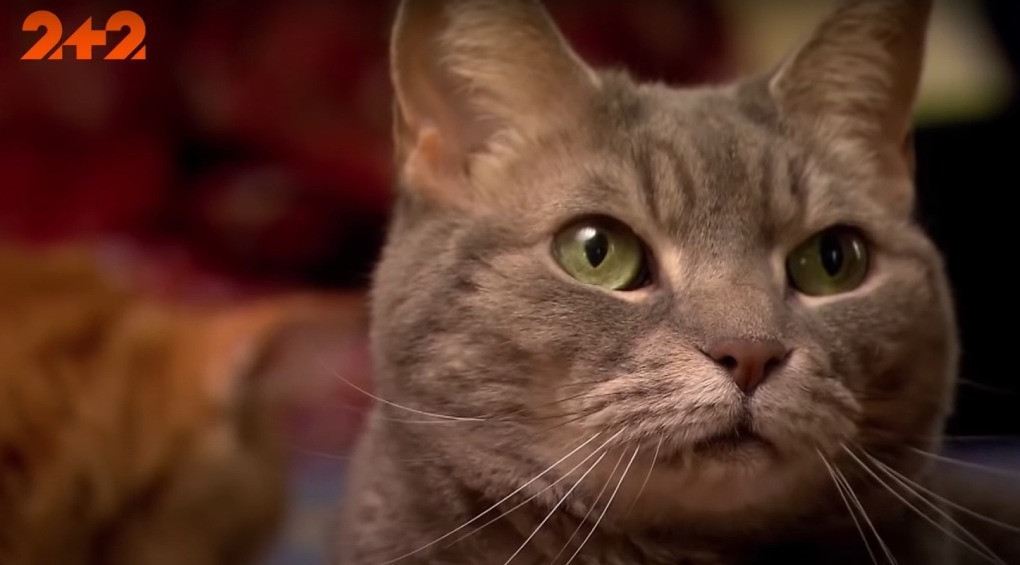 Кошки способны лечить своих хозяев и даже предсказать чью-то смерть: в чем их секрет