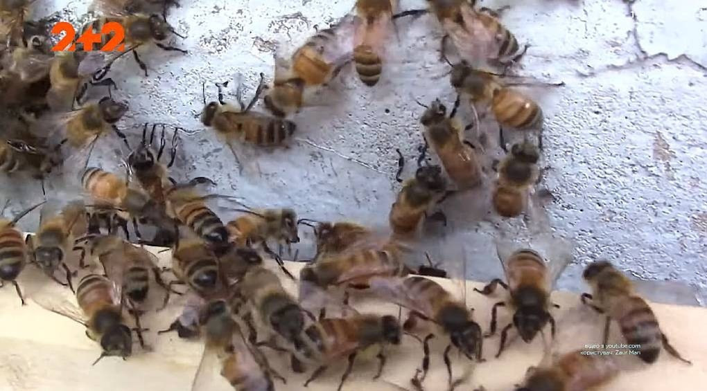 Всемирный апокалипсис может начаться с исчезновения пчел