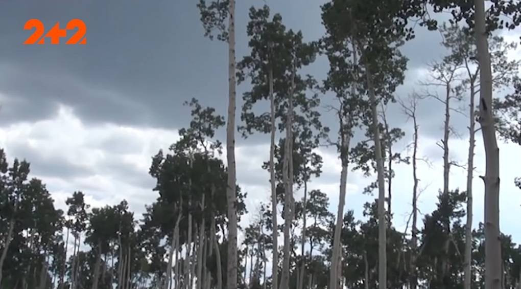 Не лес, а один живой организм: колонии деревьев в Юте более 8 тысяч лет