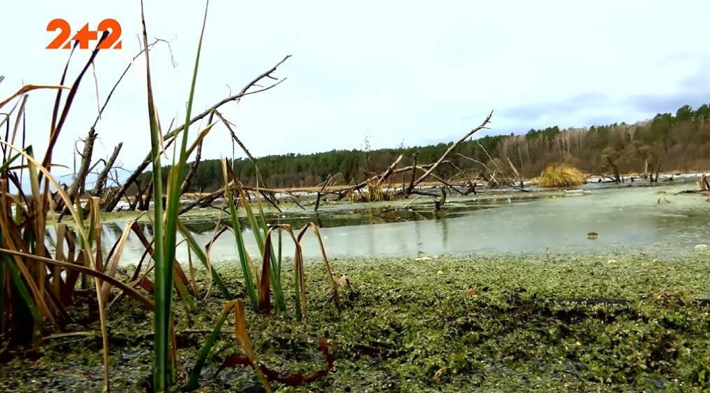 Лесные мавки, потерчата и загадочные исчезновения людей: в Украине есть болото, которое называют «чертовым»