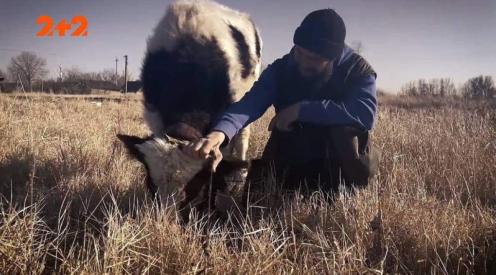 Орки убивают животных, а украинцы – спасают, рискуя жизнью: мужчина под обстрелами пешком вывел коров из оккупированного Ирпеня