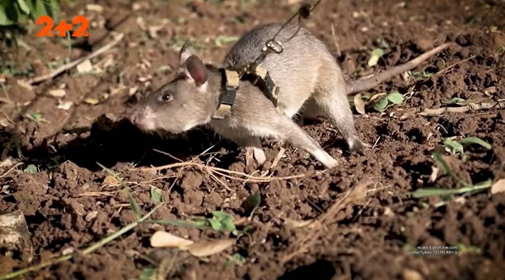 «Находят мины, зарытые десятки лет назад»: в Мозамбике тренируют крыс-саперов