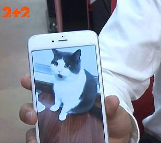 Житель Китая выложил более $35 тысяч, чтобы генетики клонировали и воскресили его умершего кота