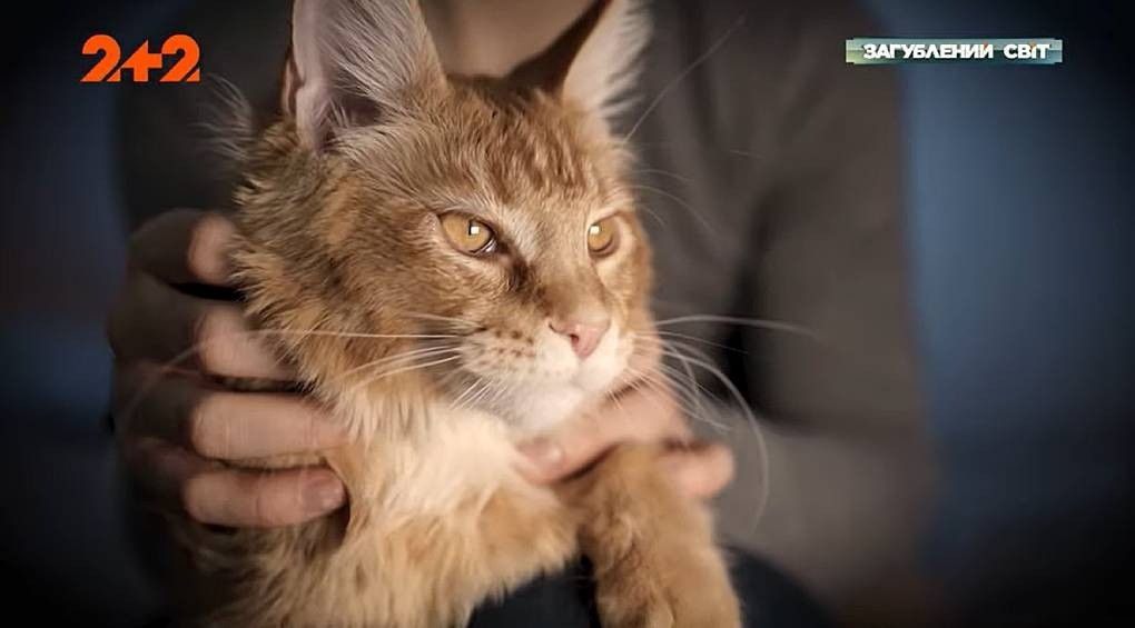 Кот, которого оккупанты вывезли из Бучи, убежал от них в Беларуси и вернулся домой