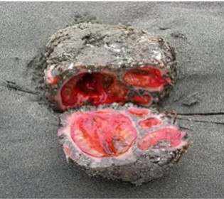 Кровоточащие камни оказались южно-американским деликатесом: что это и где встречается