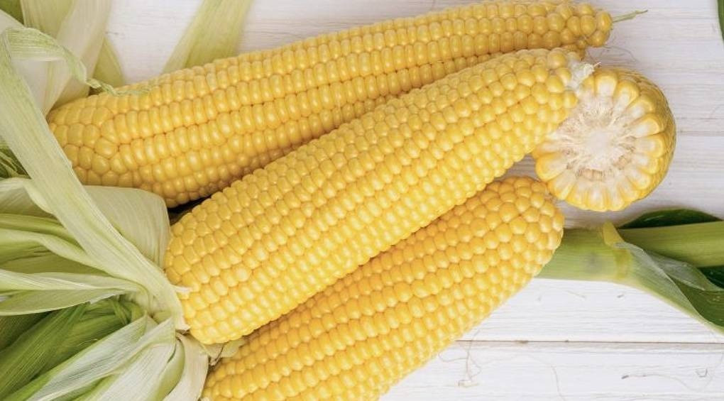Кукурудза зі смаком глясе: в Україні вивели новий тип солодкої кукурудзи, яку треба їсти сирою