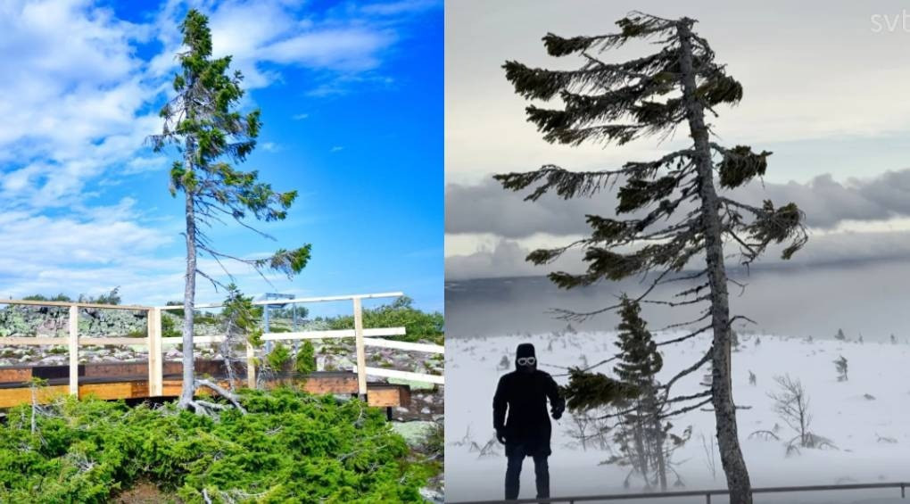 Его высота была четыре метра, а возраст – 9565 лет: в Швеции под тяжестью снега сломалось самое старое дерево Европы