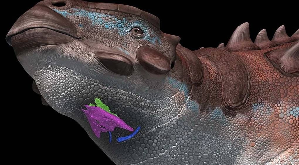 Вчені дослідили рештки динозавра з Монголії: доісторичні тварини могли видавати звуки, схожі на пташині
