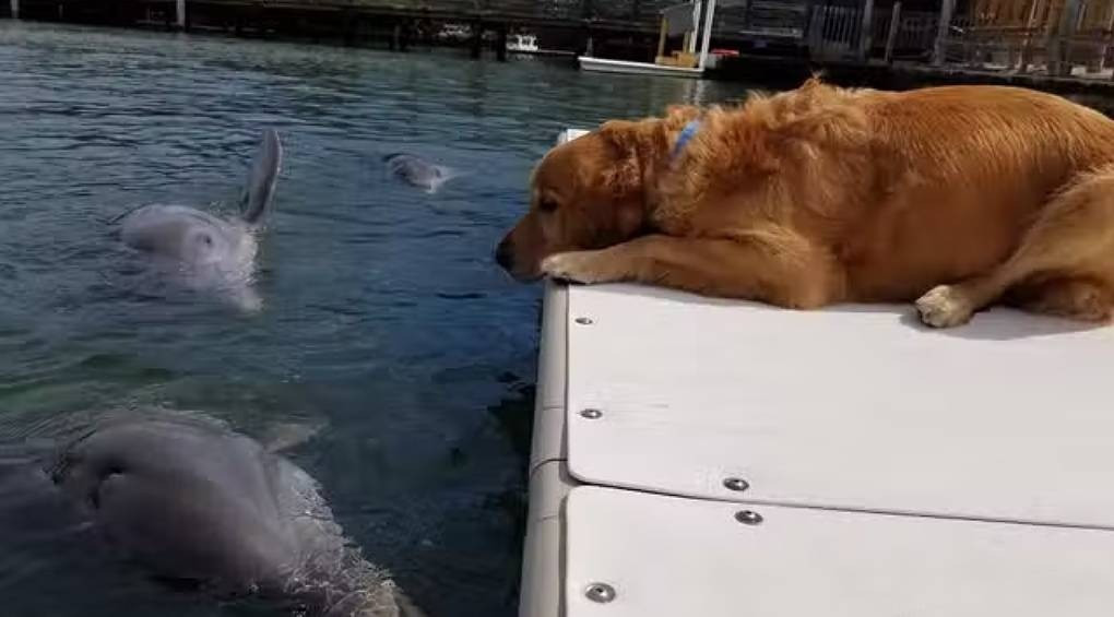 Они дружат шесть лет: фото встречи флоридского дельфина и собаки тронули сеть