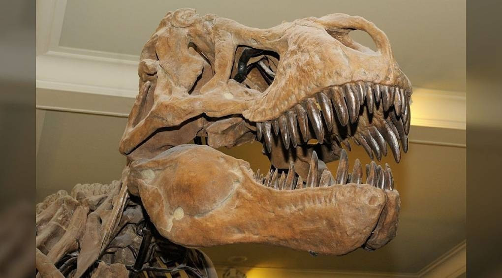 Важить лише 33 грами, а кусає у 320 разів сильніше за тиранозавра: які тварини мають найпотужніший укус?