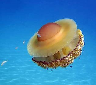 Похожа на жареное яйцо: в океане плавает необычного вида медуза