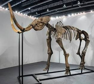 Науковці створили гігантську фрикадельку з м’яса вимерлого 4 тисячі років тому мамонта