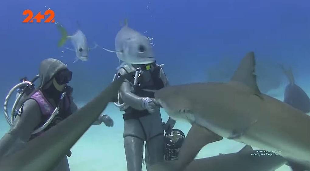 Екстремальний дайвінг: жінка-інструктор залізла рукою до пащі акули, аби витягнути звідти риболовні гачки