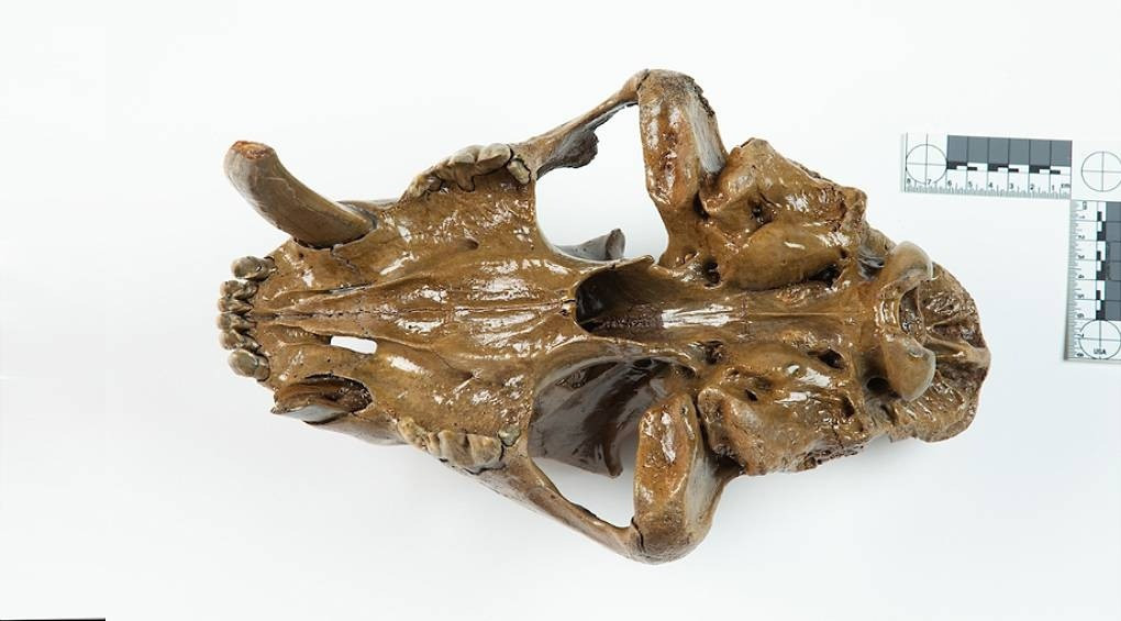 В США нашли череп саблезубого кота, вымершего около 13 тысяч лет назад