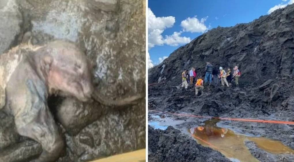 «Вона ідеальна і прекрасна»: на золотих родовищах у США знайшли заморожене дитинча мамонта