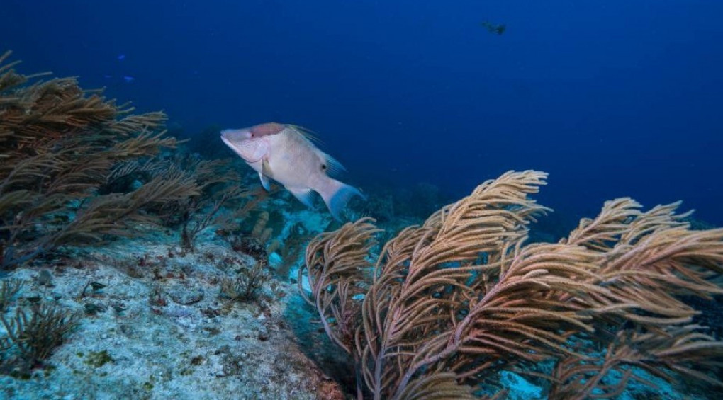 Она выжила на глубине более 8 км: ученые запечатлели рыбу, установившую новый рекорд