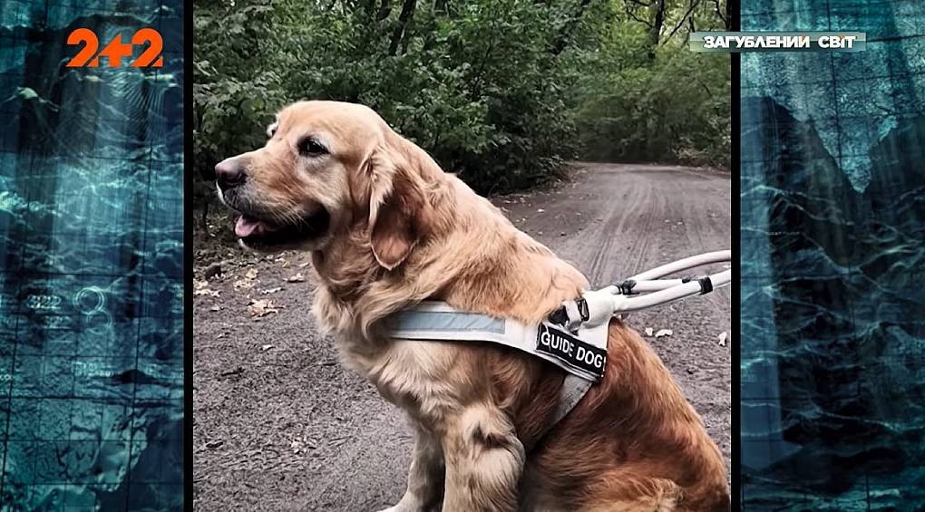История непрекращающихся поисков друга: собака-поводырь, испугавшись взрывов, потерялась в начале большой войны
