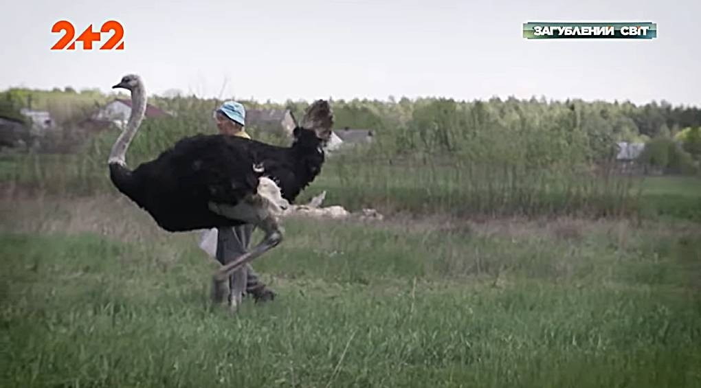 Живой символ украинской несокрушимости: страус покалечил оккупантов, когда те хотели его поймать и съесть