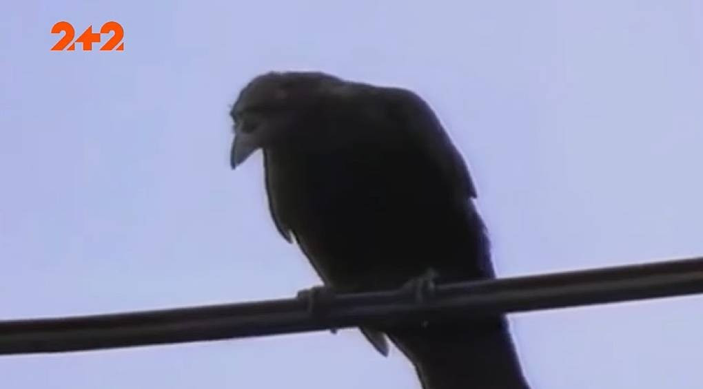 Умные птицы: вороны мегаполисов научились чистить орехи, бросая их под колеса проезжающих авто