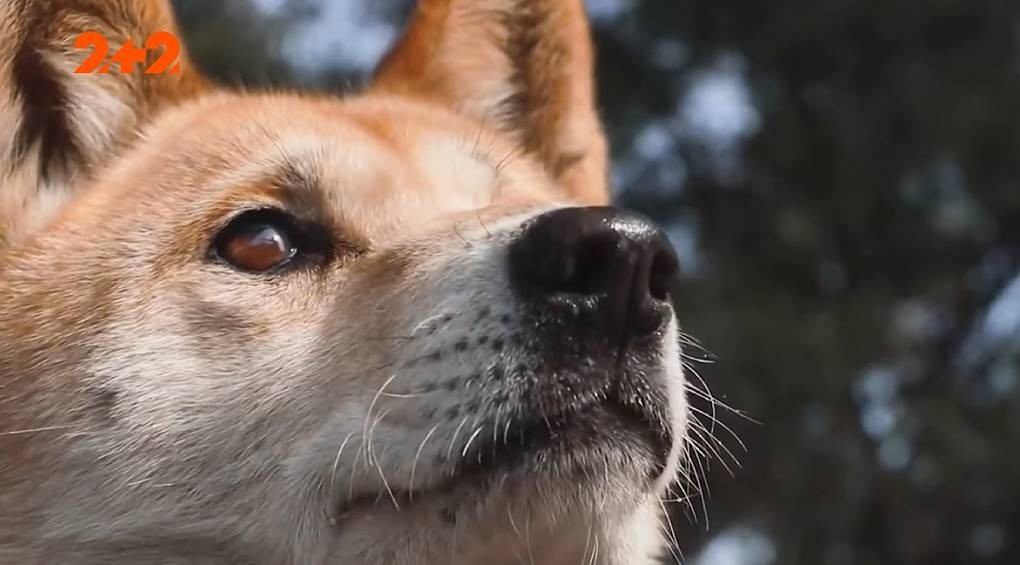 Беспрецедентный случай: в Австралии собаки спланировали нападение на человека и реализовали его точно по плану