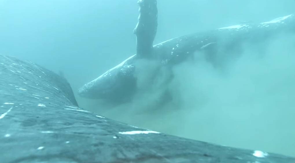 Песчаное СПА на дне океана: ученые зафиксировали, как горбатые киты моются в песке (ВИДЕО)