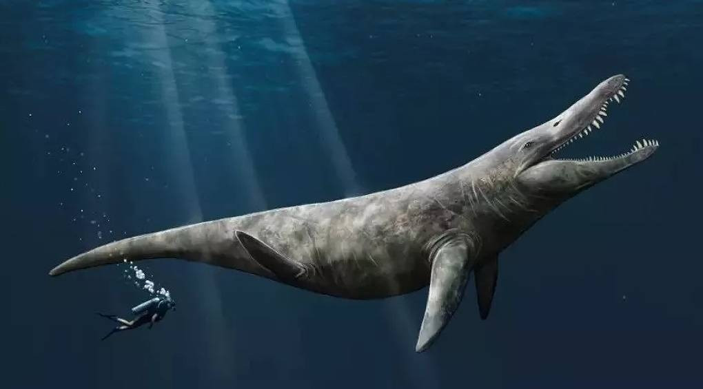Неожиданная находка: в английском музее случайно обнаружили останки древнего морского монстра