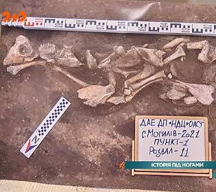 Під час будівництва дороги в Україні археологи знайшли рештки мамонта та первісних зубрів